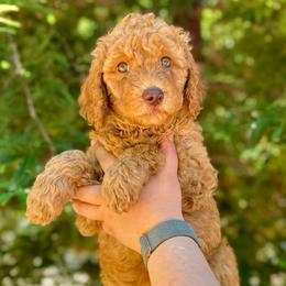 Merida - Red female Aussiedoodle puppy in Upper Lake, California from Redwood Aussiedoodles