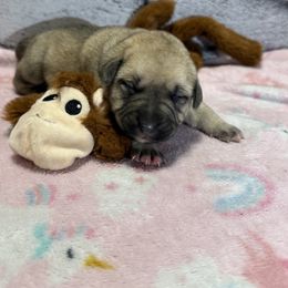 Monkey - Yellow female Black Mouth Cur puppy in Warsaw, Missouri from Heritage Cow Dogs