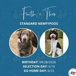 Newfypoo puppies from Bluegrass Newfypoos