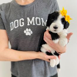 Bernedoodle, Bernese Mountain Dog, Old English Sheepdog, Poodle, and Sheepadoodle Puppies from VonDoodles Bernedoodles & Sheepadoodles