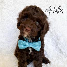 Achilles - Chocolate male Australian Labradoodle puppy in Oregon from Forever Loyal Labradoodles