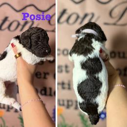 Goldendoodle and Poodle Puppies from Harrington Doodles & Poodles