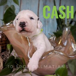 Cash- green - White and black male Dalmatian puppy in Altoona, Iowa from 10 Spot Dalmatians
