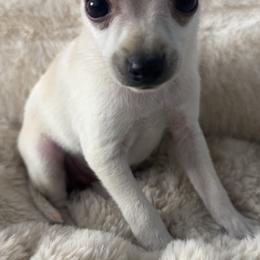 Pablo - Cream male Chihuahua puppy in West Richland, Washington from PNW PAWS
