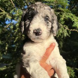 Sunny - Merle female Bernedoodle puppy in Coopersburg, Pennsylvania from Deutsch Hund Haus