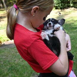 Pembroke Welsh Corgi Puppies from A&A’s Adorable Corgis