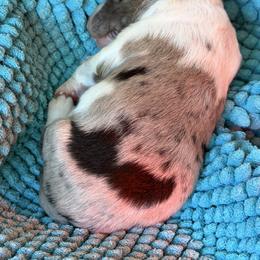 Pringles - Blue merle male Bordoodle puppy in Shelton, Washington from Prophecy Kennels