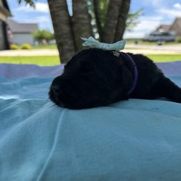 Morgan - Black female Bouvier des Flandres puppy in Buffalo, Missouri from Noble Bouviers