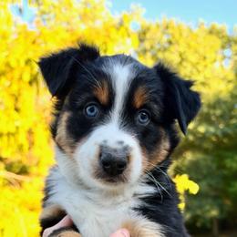 Brae - Black tri-color male Australian Shepherd puppy in Makanda, Illinois from S.I. Aussie