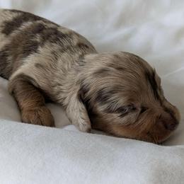 Khaki - Dapple male Dachshund puppy in Sonora, Kentucky from Maple Hill Miniature Dachshunds