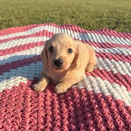 Luke - Cream male Dachshund puppy in New Albany, Mississippi from Double A. Doxies