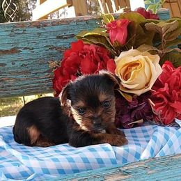 Shih Tzu and Yorkshire Terrier Puppies from Silver Bells Paw Prints
