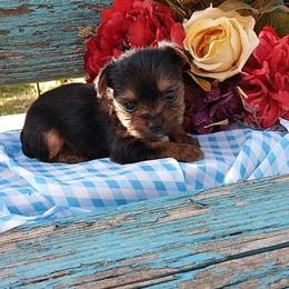 Shih Tzu and Yorkshire Terrier Puppies from Silver Bells Paw Prints