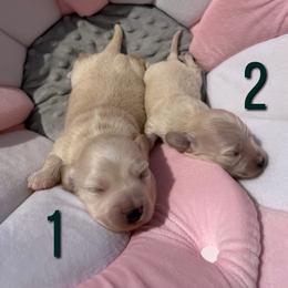 Cream Longhair Boy 2 - Cream male Dachshund puppy in Pauls Valley, Oklahoma from Simply Happy Dachshunds