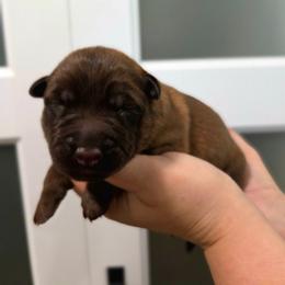 Liver Malinois Female - Gold brindle female Dutch Shepherd puppy in Signal Mountain, Tennessee from Torgun Police Dogs