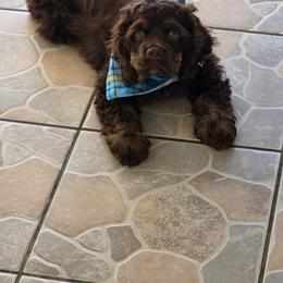 Cocker Spaniel All Grown Up from SoCal Cocker Spaniels