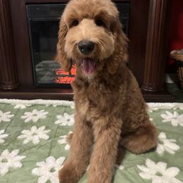 Bernedoodle, Goldendoodle, and Poodle Puppies from Poodle and Doodle Haven