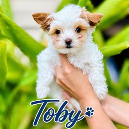 Yorkshire Terrier Puppies from Wendy's Pawsitive Training, LLC