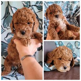 Boy 1 - Red  male Goldendoodle puppy in Plymouth, Utah from Country Sunshine