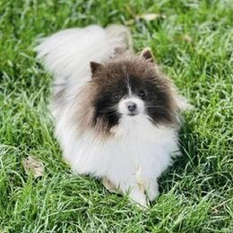 Charlie - Pomeranian