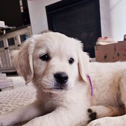 Purple Collar - Light golden female Golden Retriever puppy in Coarsegold, California from Sierra Hills Retrievers