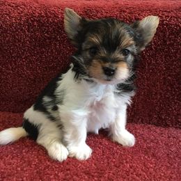 Biewer Terrier Puppies from CG Tiny Paws