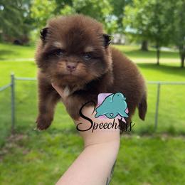 Isabela - 4800.00 dollars - Chocolate and tan female Pomeranian puppy in Perry County, Ohio from Speechless Pom’s