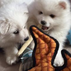 Yuki Storm - White male American Eskimo Dog puppy in Redlands, California from Arctic Storm Kennels