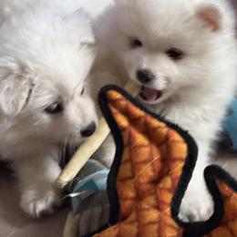 Yuki Storm - White male American Eskimo Dog puppy in Redlands, California from Arctic Storm Kennels