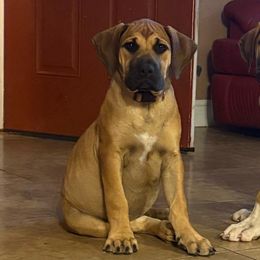 Mave Purple Collar - Fawn female Boerboel puppy in Florida from CLAD Guard Boerboels