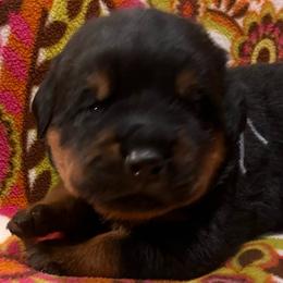 Storm - Black and mahogany male Rottweiler puppy in Crothersville, Indiana from The Solid Rock Kennel