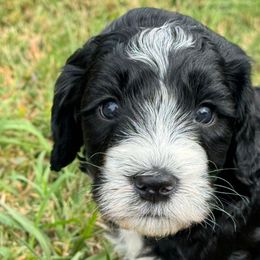 Oliver - male Australian Mountain Doodle puppy in Sherrills Ford, North Carolina from Magnolia Grove Farms