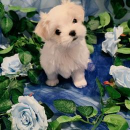 Female 3 - White and lemon female Maltese puppy in Fresno, California from Soua's Pups