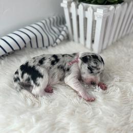 Malibu - White and blue merle female Bordoodle puppy in Valley Center, California from Circle R Valley Bordoodls