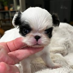 Girl 1 - Black and white female Japanese Chin puppy in Little Rock, Arkansas from Montra Japanese Chin & Cavalier King Charles Spaniels
