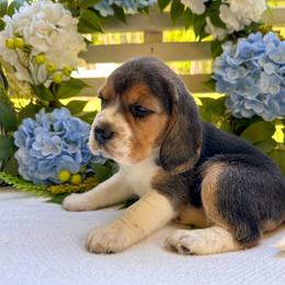 Baby girl 2 - Black white and tan female Beagle puppy in Monticello, Georgia from Beaglelove