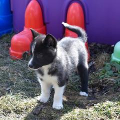 Nenets Herding Laika Puppies from Laika Fox nenets