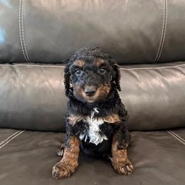 Bernedoodle, Goldendoodle, and Poodle Puppies from Gentle Paw Goldendoodles