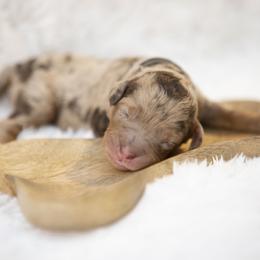 Elsa - Chocolate merle female Bernedoodle puppy in Seffner, Florida from Gold Diamond Pup