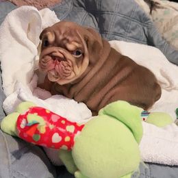 Coco - Chocolate tri-color female Bulldog puppy in Montebello, California from OC Meltdown Bulldogs