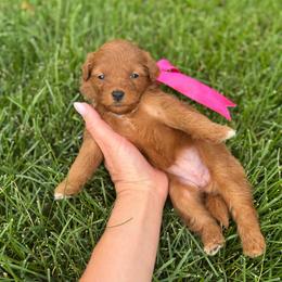Glory - Red  female Goldendoodle puppy in Herriman, Utah from Gypsi Doodles & Poodles LLC.