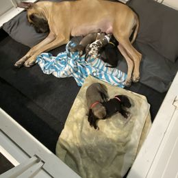 Great Dane Puppies from RoseCity Great Danes 🌹