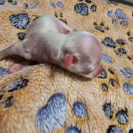 Girl 3 - White Chinese Crested puppy in Little Rock, Arkansas from Fabulis Toys (Chinese Crested, Papillons, Chihuahuas)