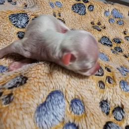 Girl 3 - White Chinese Crested puppy in Little Rock, Arkansas from Fabulis Toys (Chinese Crested, Papillons, Chihuahuas)