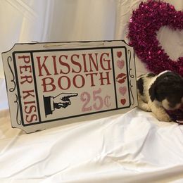 Poodle Puppies from Wild Orchid Poodles