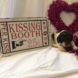 Poodle Puppies from Wild Orchid Poodles