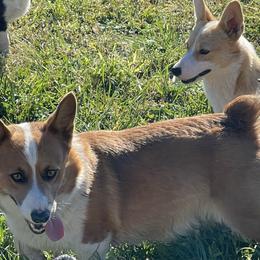 Pembroke Welsh Corgi Puppies from Chase Em All Corgis