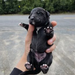 Poodle Puppies from Fluffy Doodle Farms