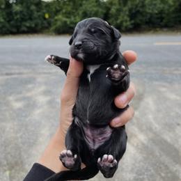 Poodle Puppies from Fluffy Doodle Farms