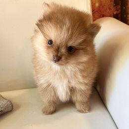 Pomeranian Puppies from DNA Pomeranians
